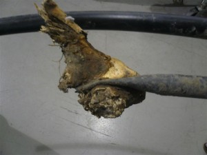tree root in line pic 4 best 300x225 Sprinkler Damage Can Happen Underground Too